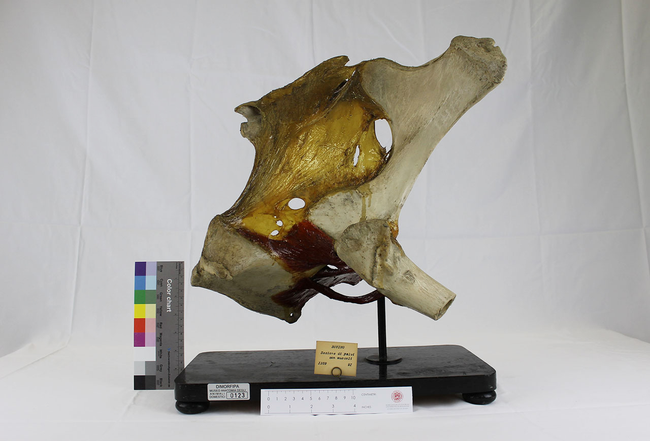 VERTEBRATI/ MAMMIFERI/ vacca (esemplare)