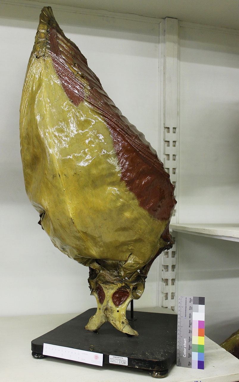 VERTEBRATI/ MAMMIFERI/ asino (esemplare)