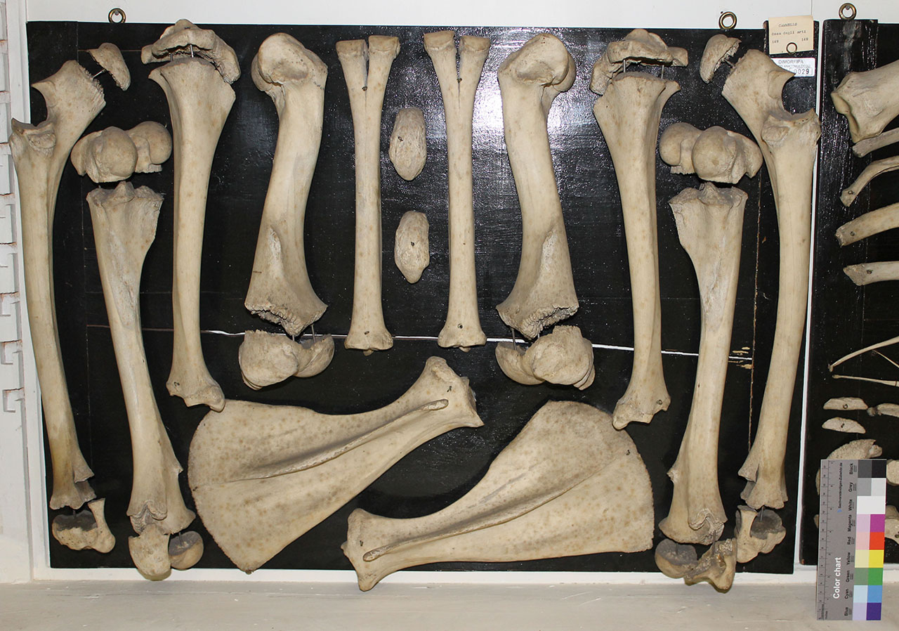 VERTEBRATI/ MAMMIFERI/ cammello (serie)