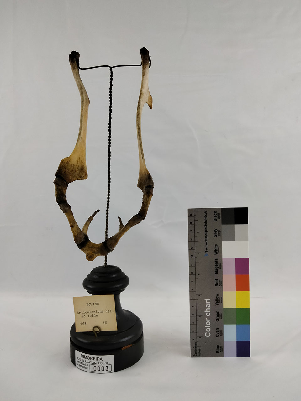 VERTEBRATI/ MAMMIFERI/ bue (esemplare)