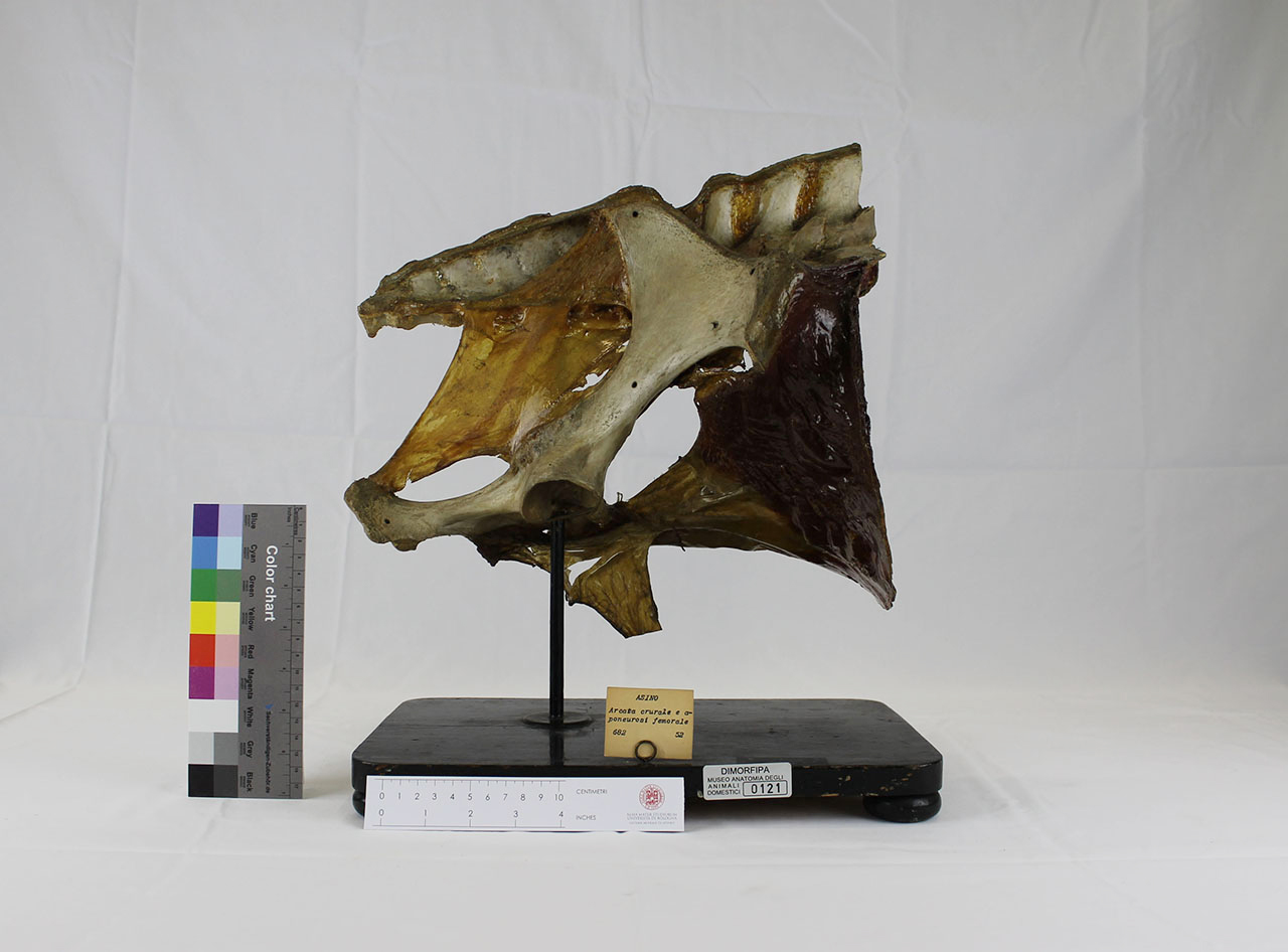 VERTEBRATI/ MAMMIFERI/ asino (esemplare)