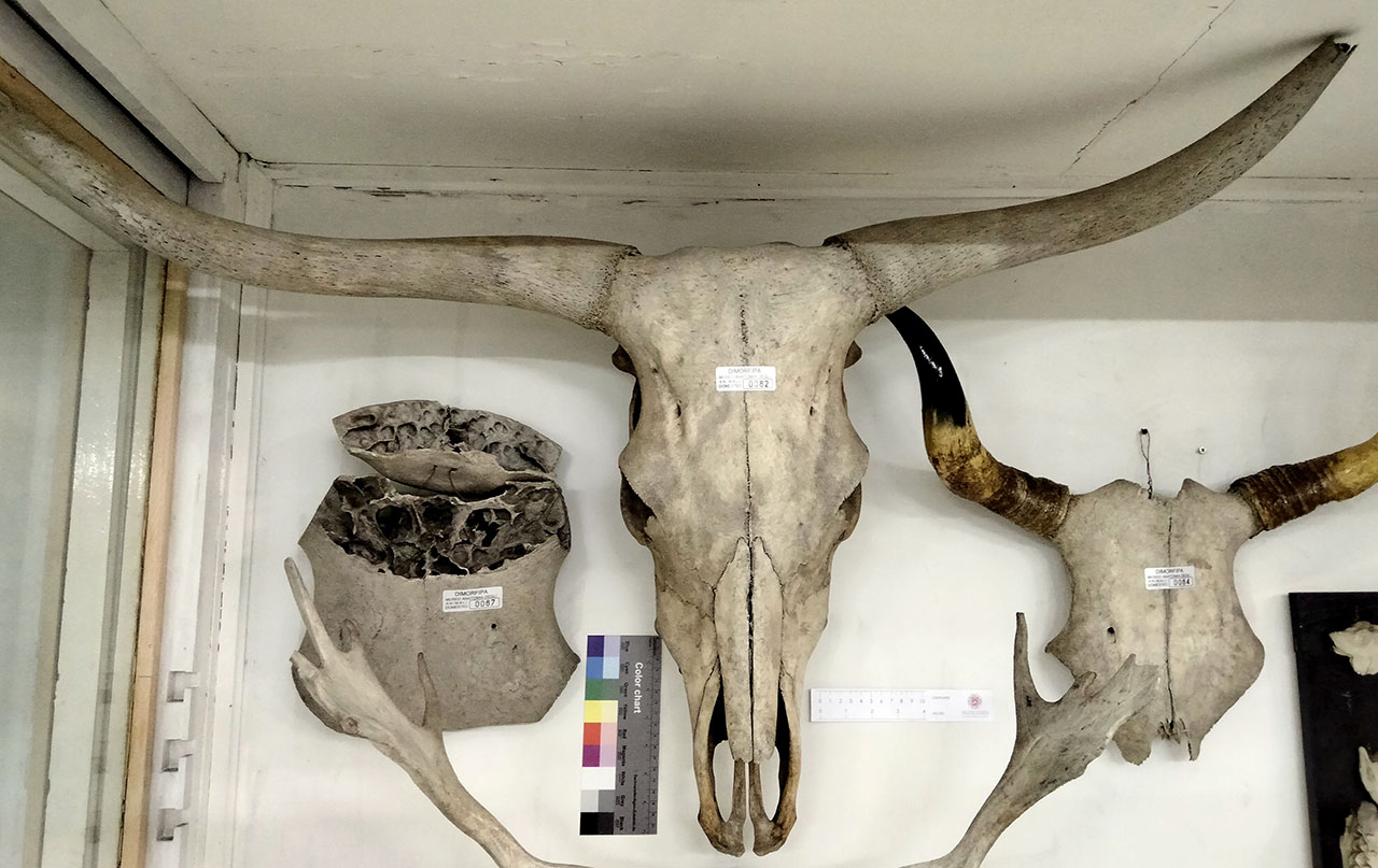 VERTEBRATI/ MAMMIFERI/ bue (esemplare)