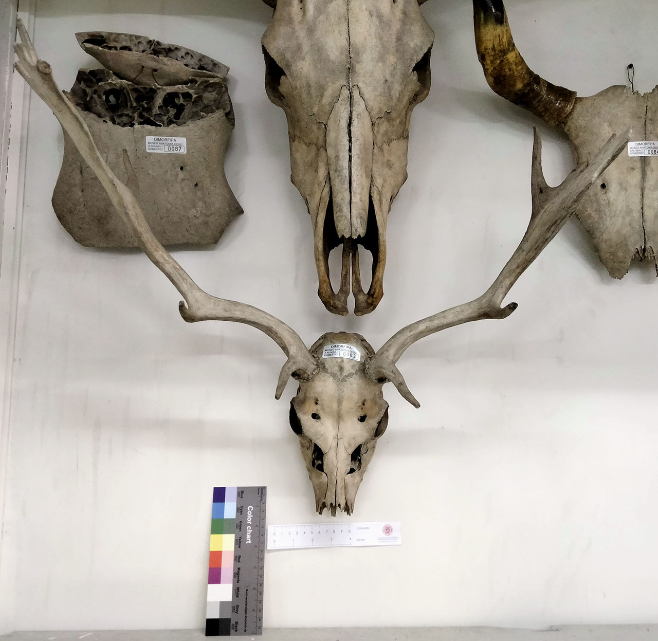 VERTEBRATI/ MAMMIFERI/ daino (esemplare)