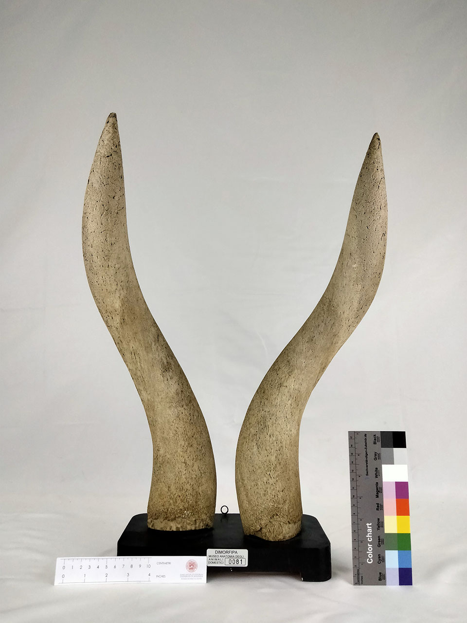 VERTEBRATI/ MAMMIFERI/ bue (esemplare)
