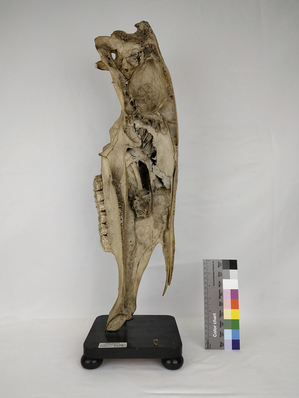 VERTEBRATI/ MAMMIFERI/ cavallo (esemplare)