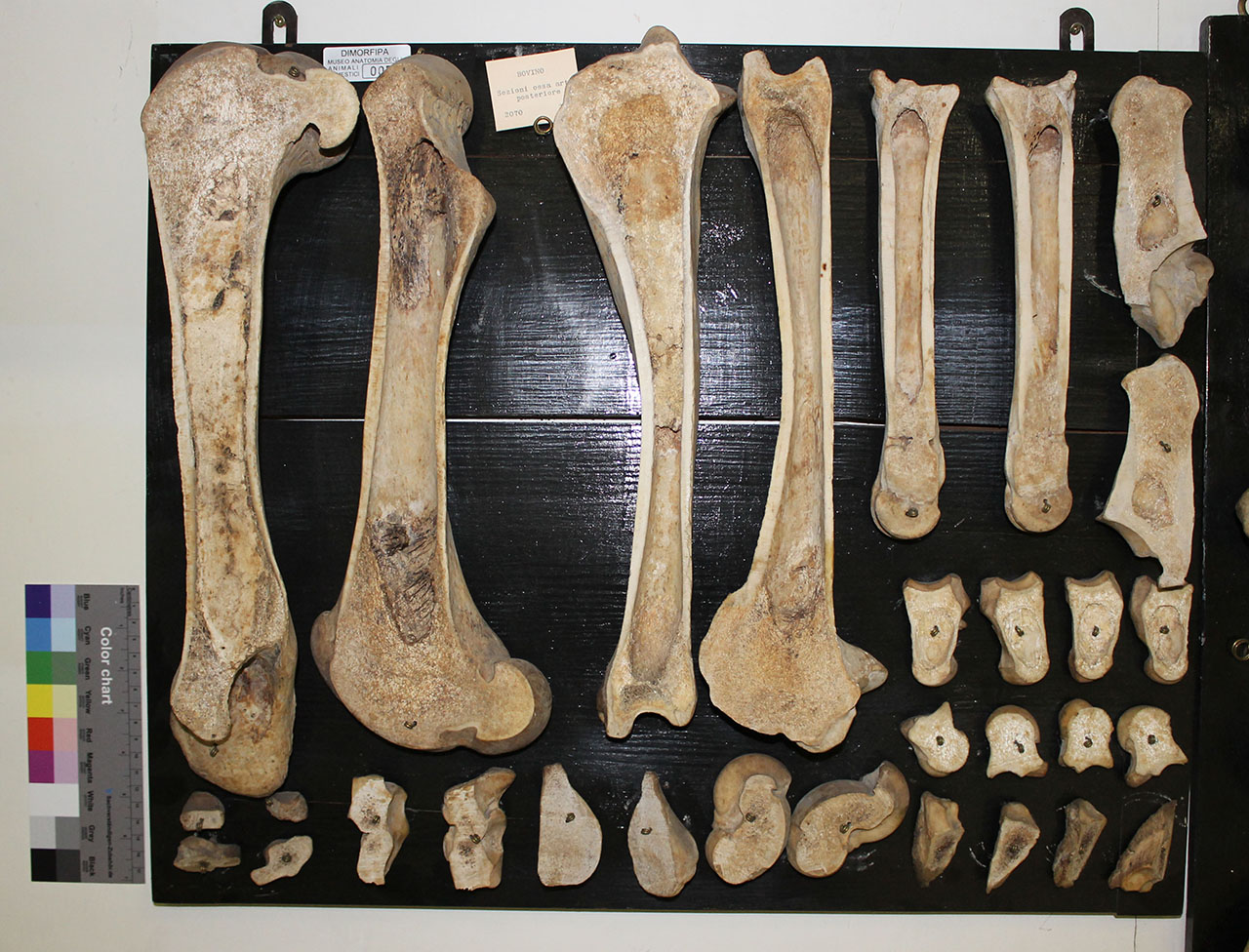 VERTEBRATI/ MAMMIFERI/ vacca (esemplare)
