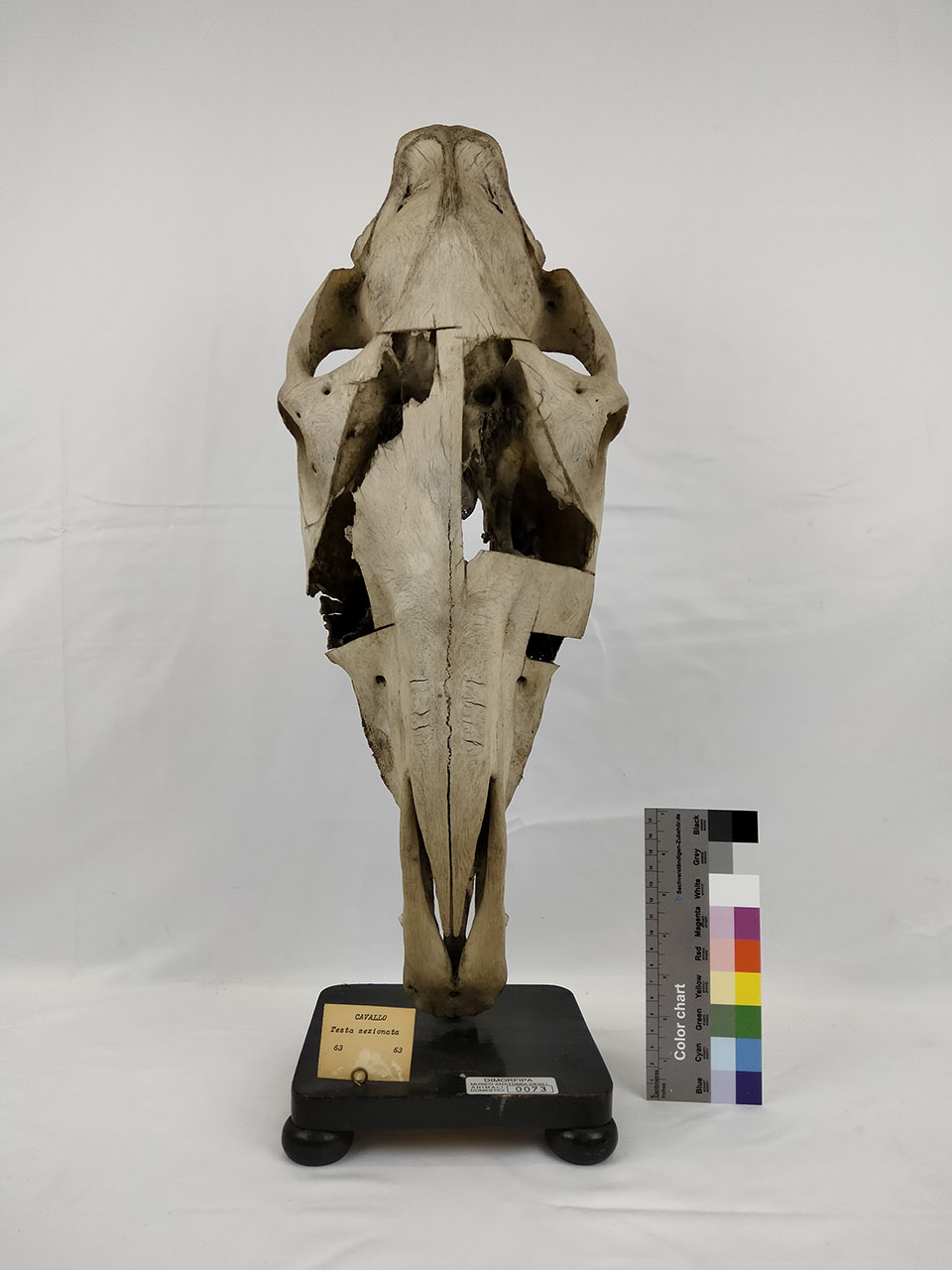 VERTEBRATI/ MAMMIFERI/ cavallo (esemplare)