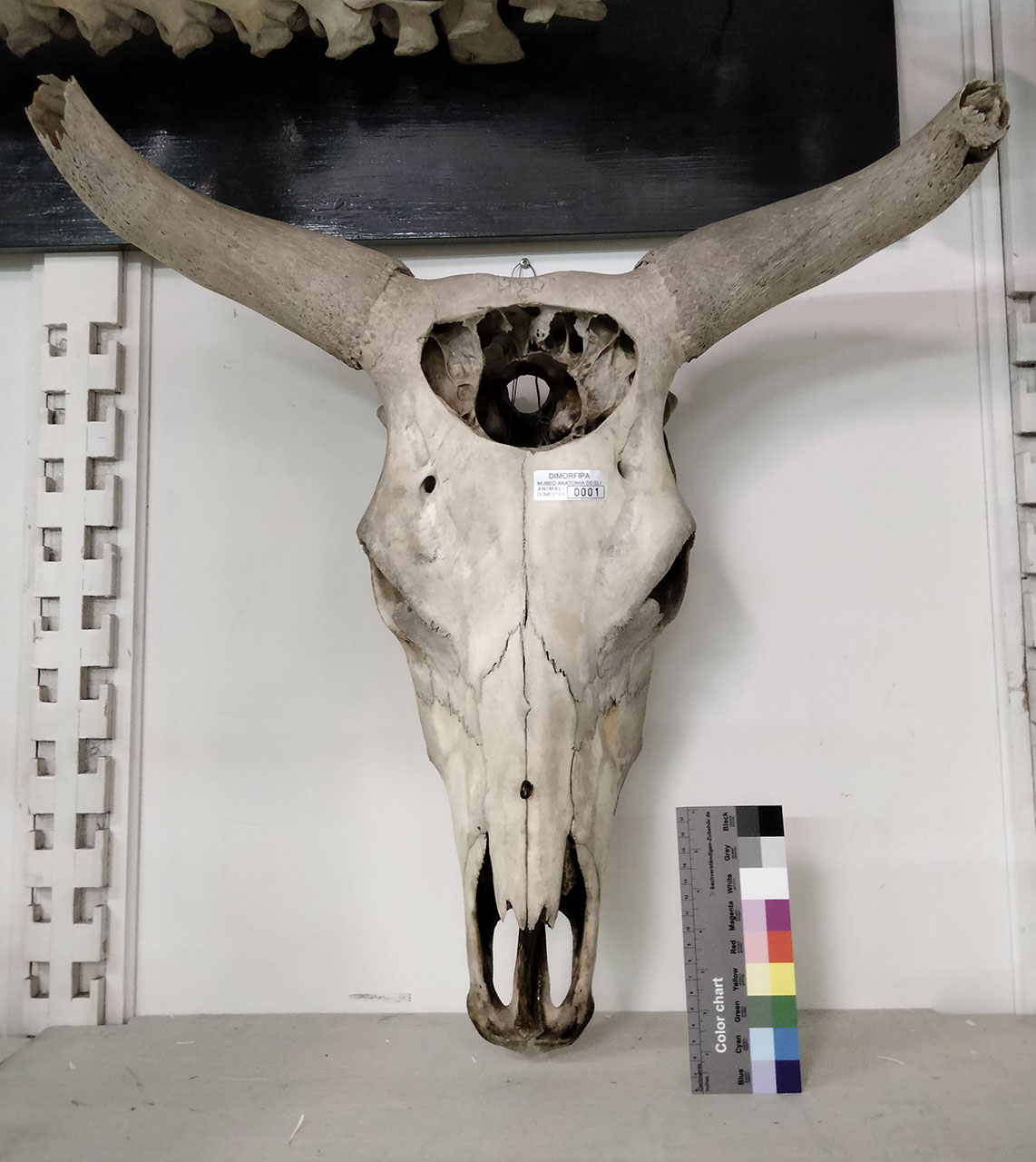 VERTEBRATI/ MAMMIFERI/ vacca (esemplare)