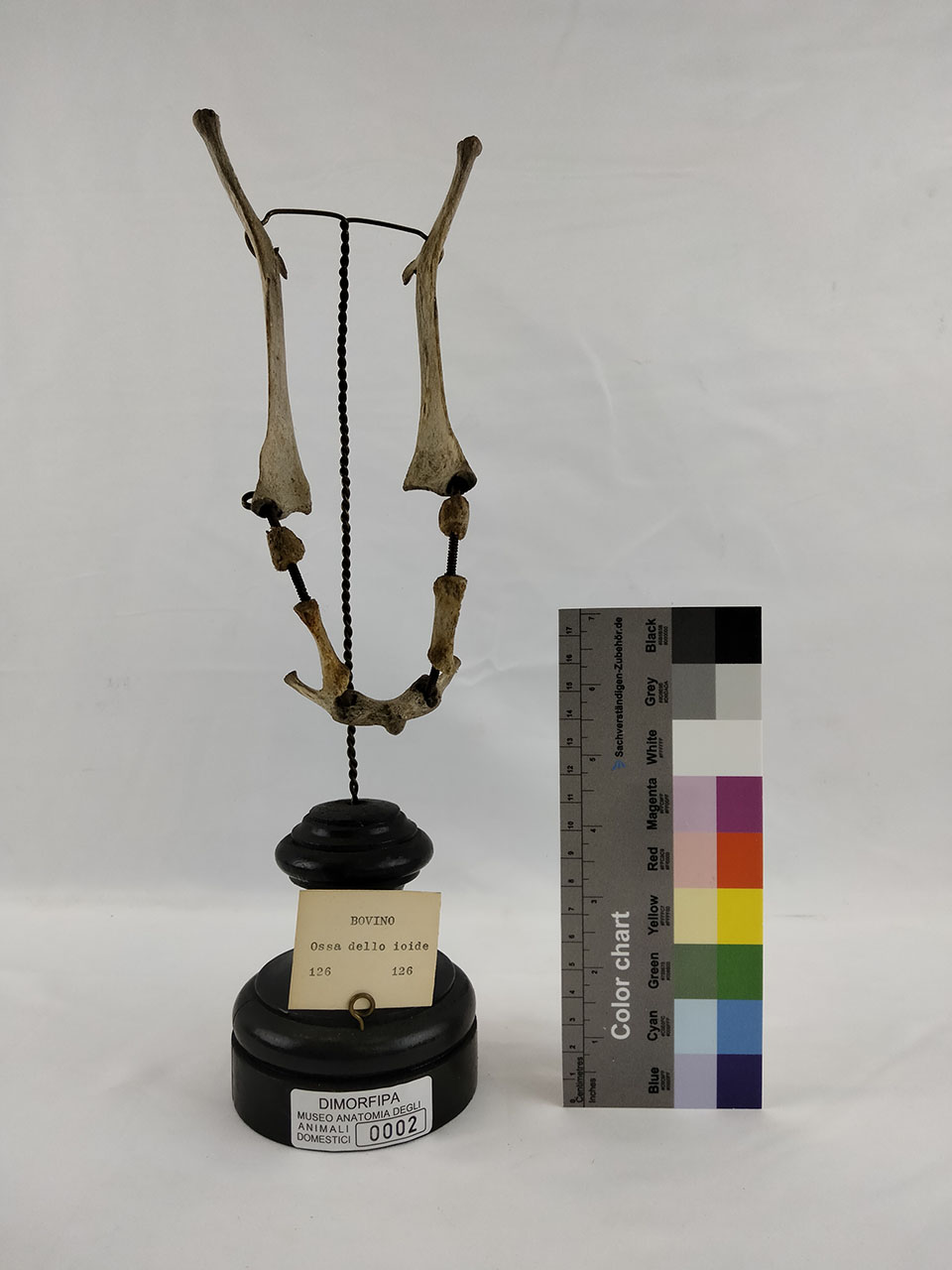 VERTEBRATI/ MAMMIFERI/ bue (esemplare)