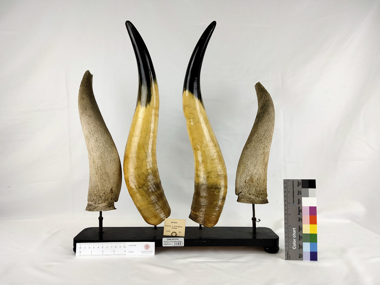 VERTEBRATI/ MAMMIFERI/ bue (esemplare)