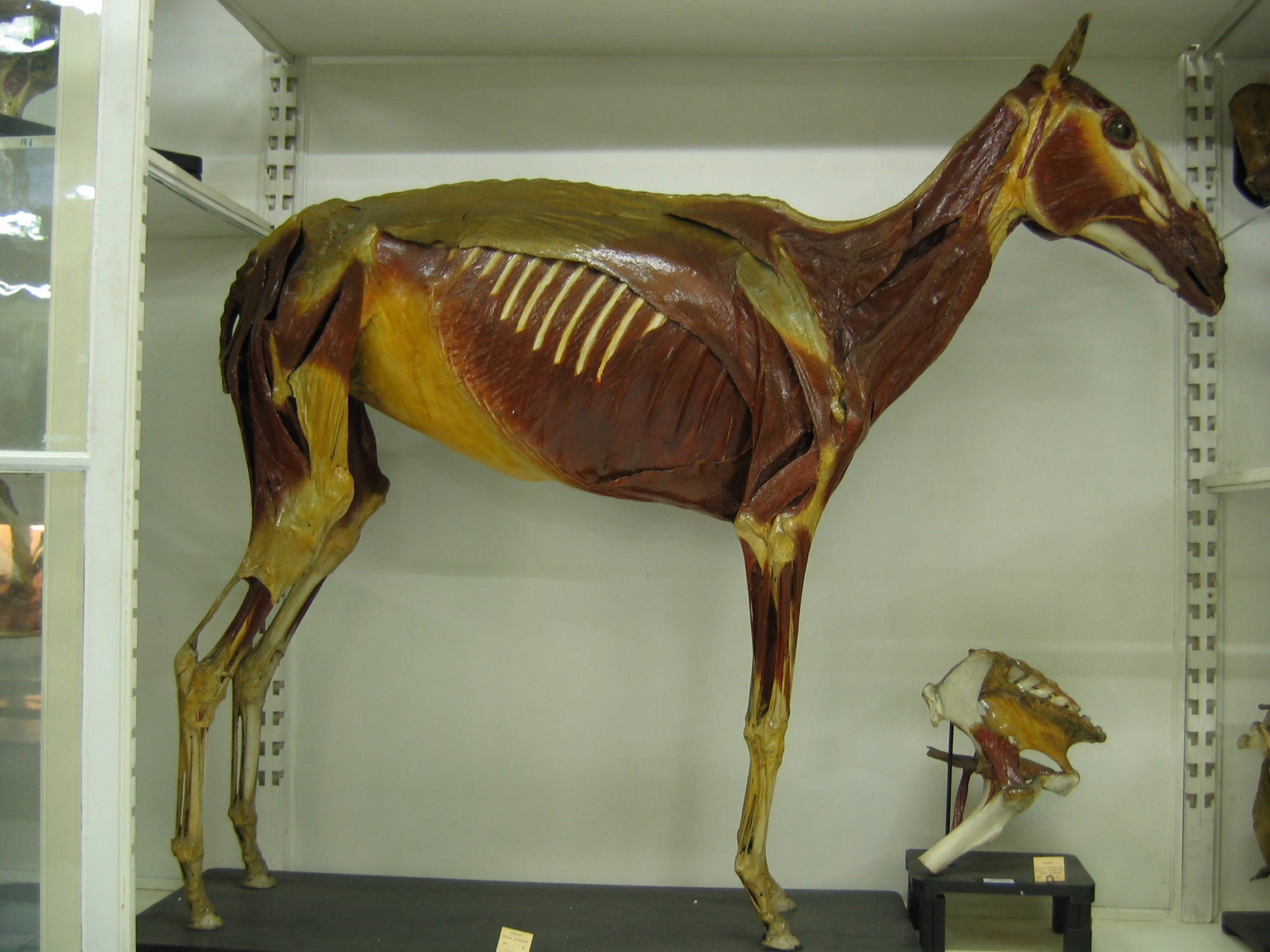 VERTEBRATI/ MAMMIFERI/ cavallo (esemplare)