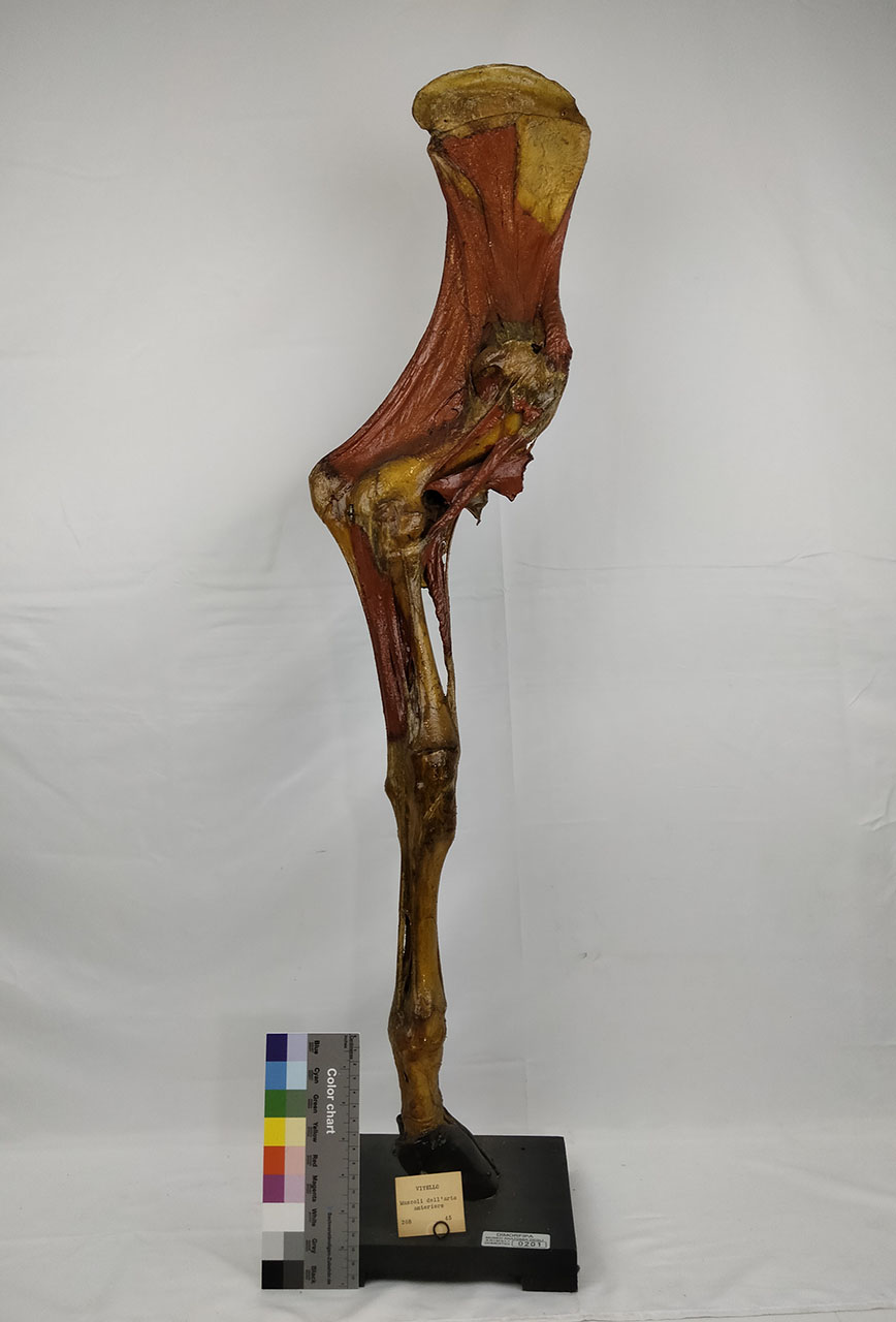 VERTEBRATI/ MAMMIFERI/ vitello (esemplare)