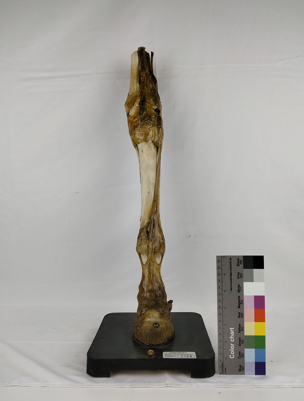 VERTEBRATI/ MAMMIFERI/ cavallo (esemplare)