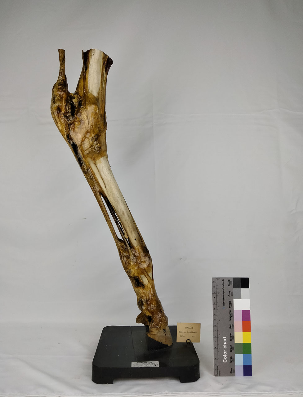 VERTEBRATI/ MAMMIFERI/ cavallo (esemplare)