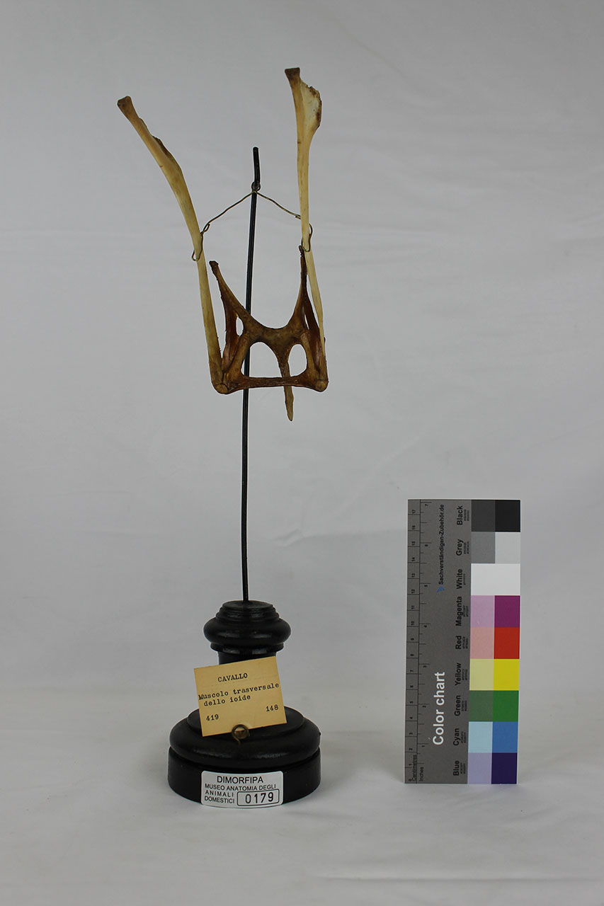 VERTEBRATI/ MAMMIFERI/ cavallo (esemplare)