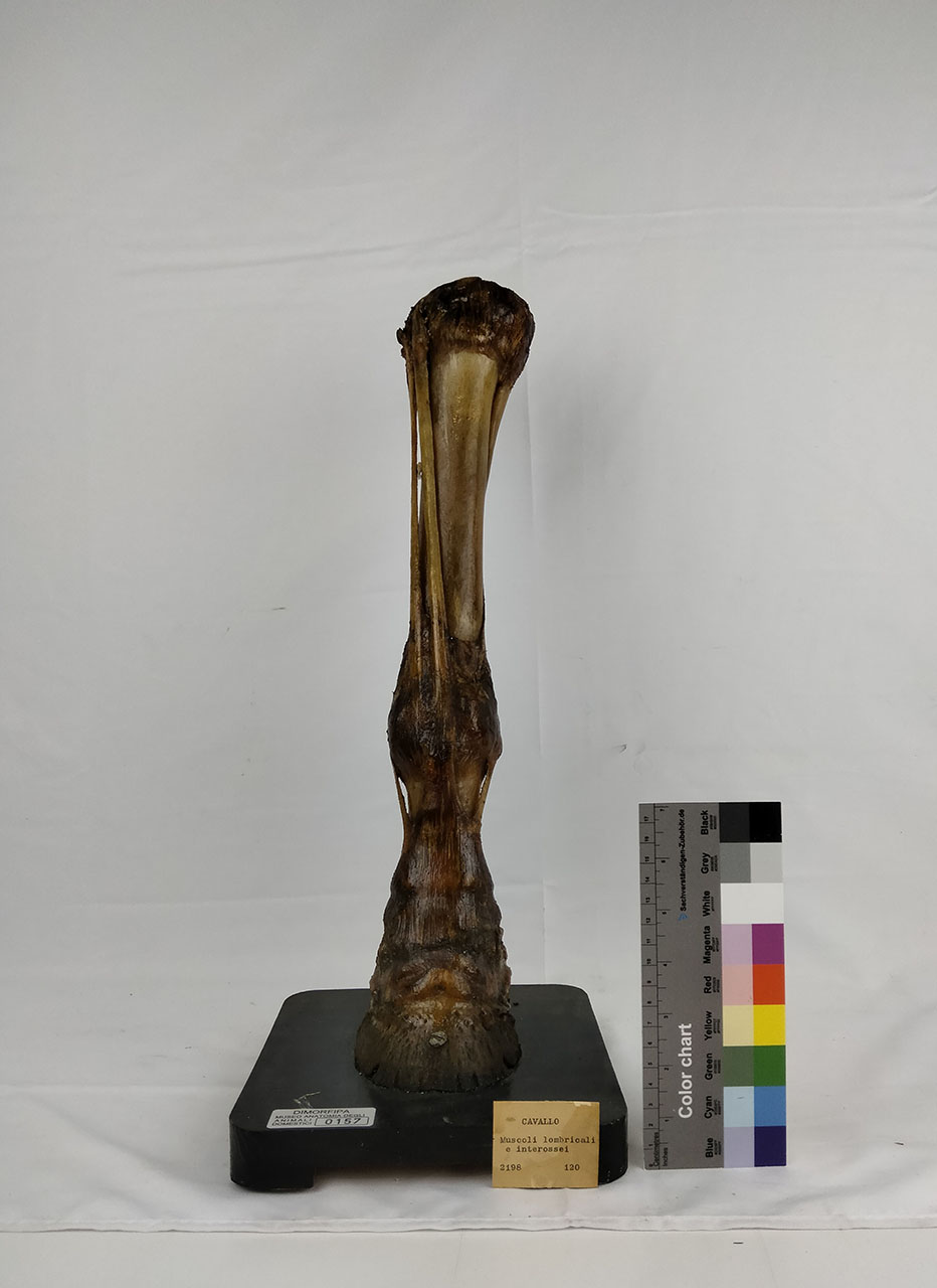 VERTEBRATI/ MAMMIFERI/ cavallo (esemplare)