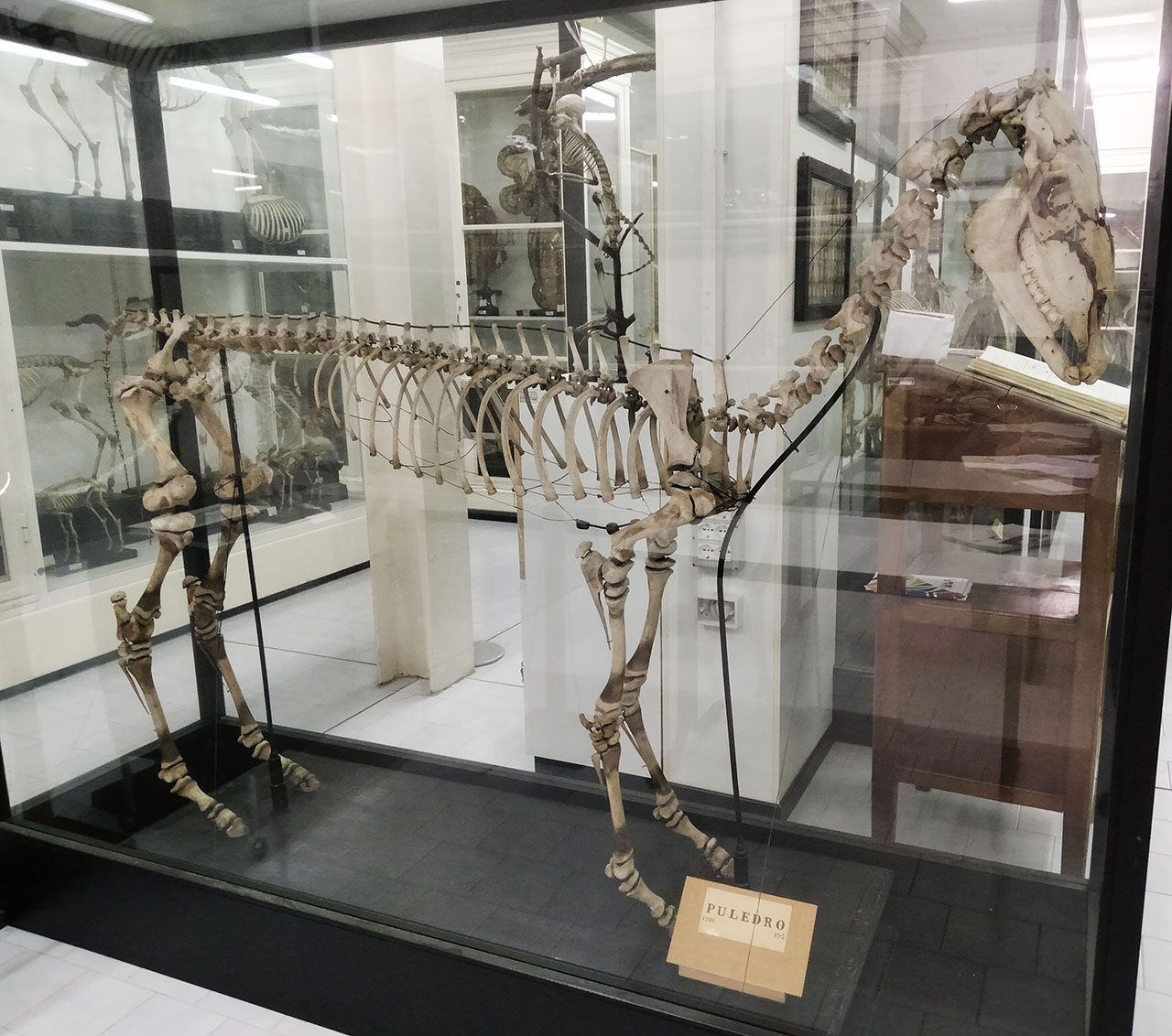 VERTEBRATI/ MAMMIFERI/ cavallo (esemplare)