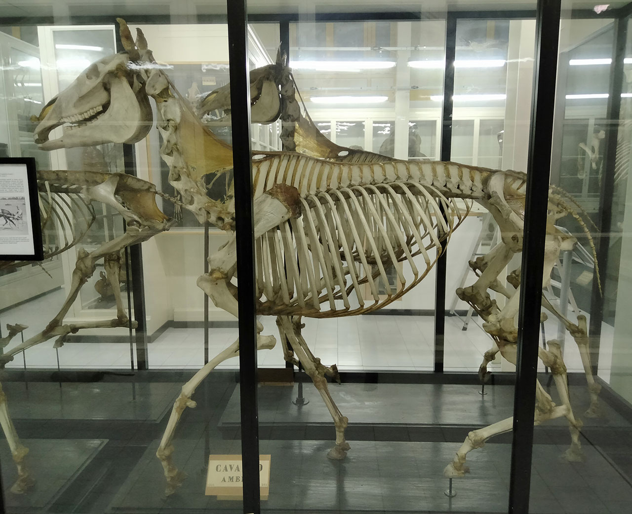 VERTEBRATI/ MAMMIFERI/ cavallo (esemplare)