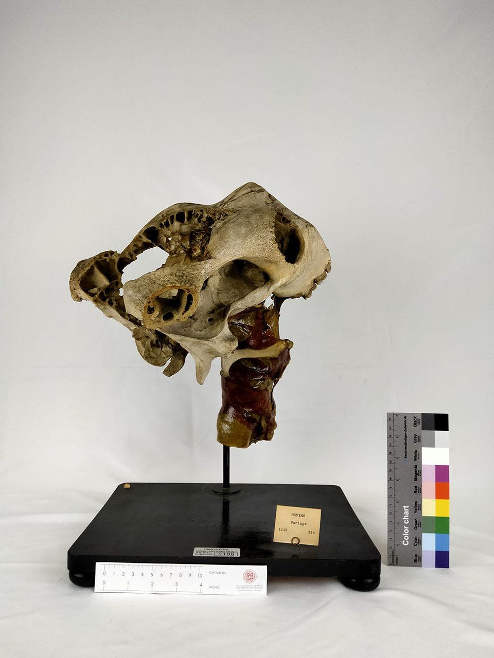 VERTEBRATI/ MAMMIFERI/ vacca (esemplare)