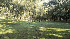 Tricarico-loc. Tre Cancelli (area a uso funerario, necropoli) - Tricarico (MT)  (SECOLI/ IV a.C)