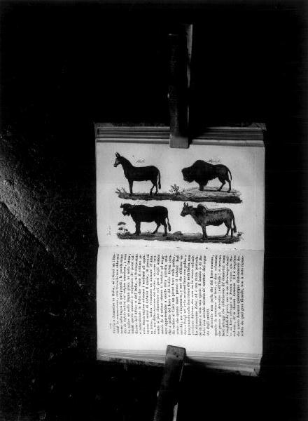 animali (stampa, elemento d'insieme) di Verico Carlo (sec. XIX)