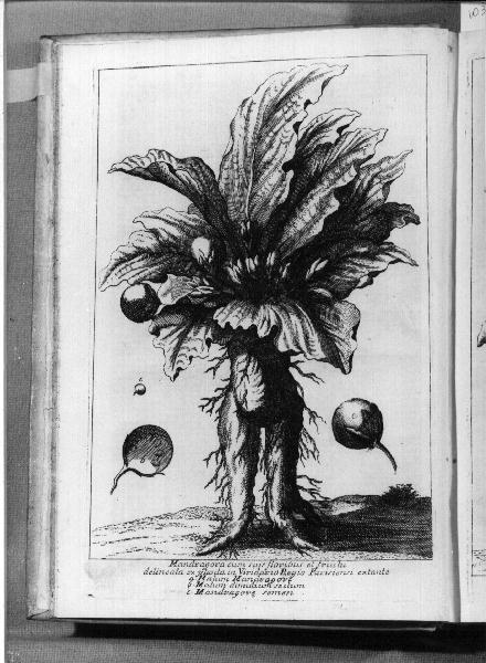 vegetali (stampa, serie) - ambito veneziano (sec. XVIII)