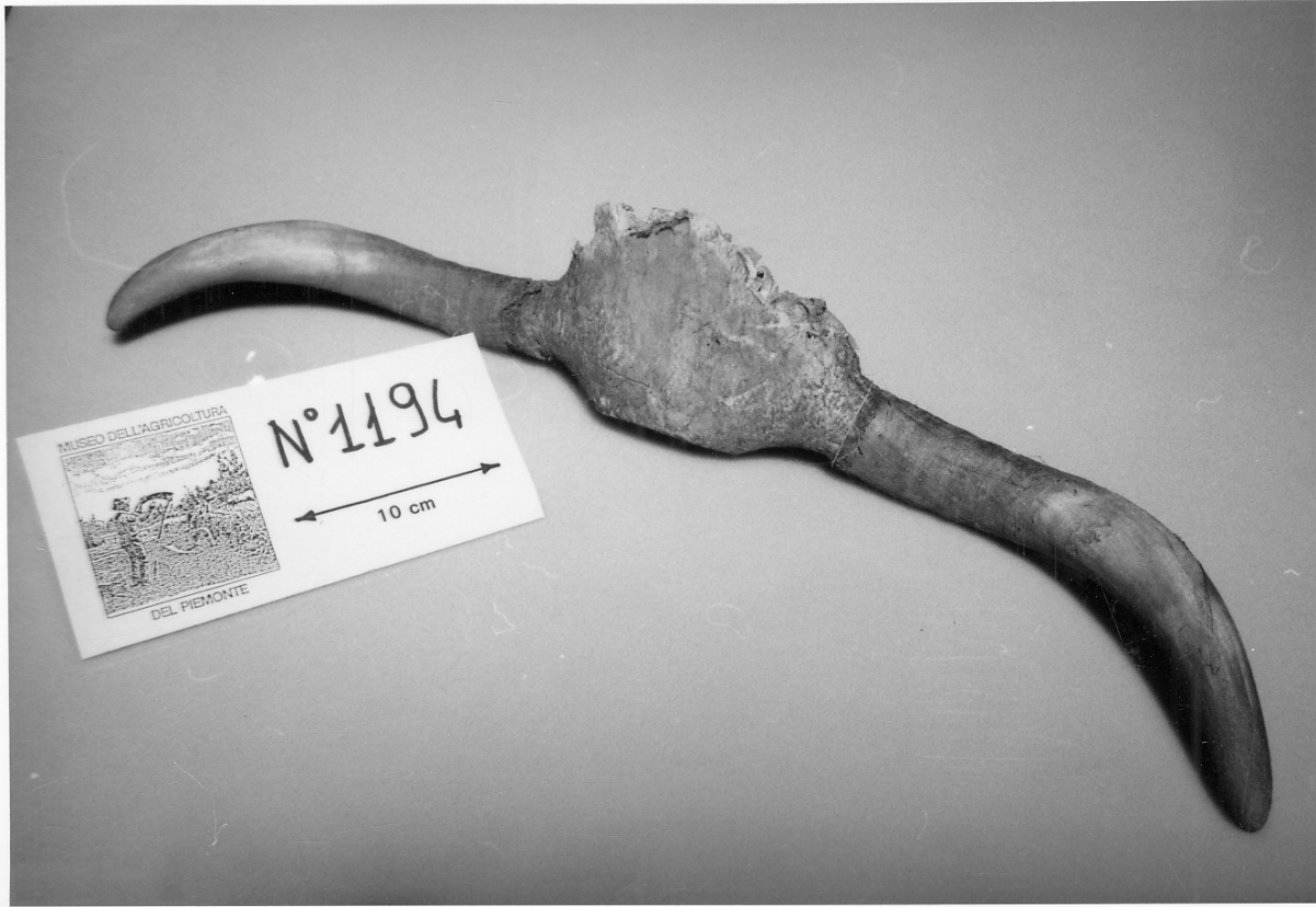 corna di vacca - produzione piemontese (1950 ante)