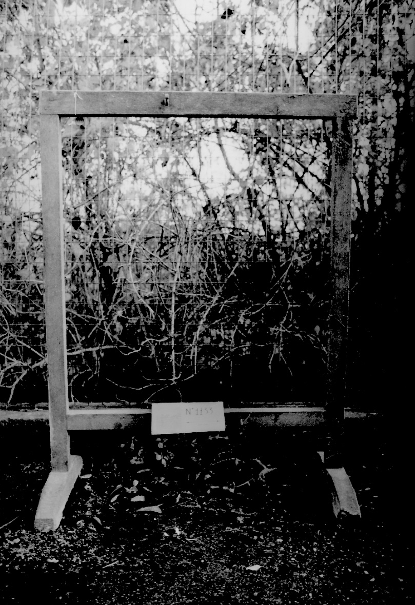 sostegno - produzione piemontese (1950 ante)