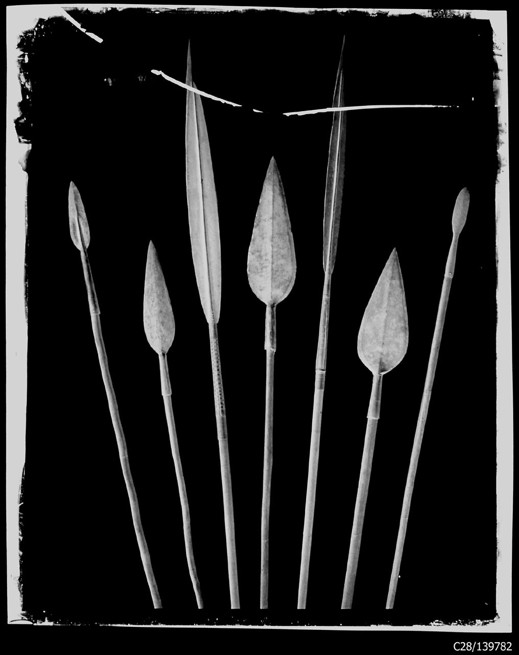 Torino - Armeria Reale - Armi inastate - Lance - Umberto I - 677 - 678 - 679 - 681 - 698 - U65 - J361 (Y361) (negativo) di Anonimo (studio), Berra Bussolino Celestina - Berra Favale Gustava (studio) (XIX)