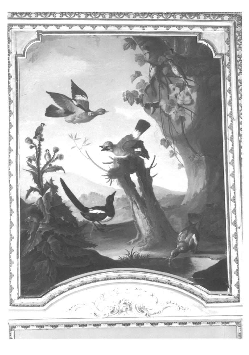 UCCELLI (sovrapporta, opera isolata) di Wehrlin Cristiano (attribuito) (terzo quarto sec. XVIII)