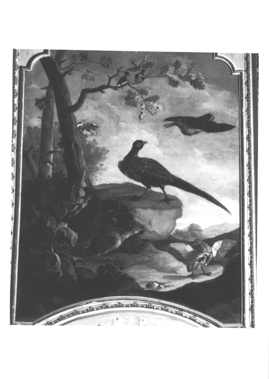 UCCELLI (sovrapporta, opera isolata) di Wehrlin Cristiano (attribuito) (terzo quarto sec. XVIII)