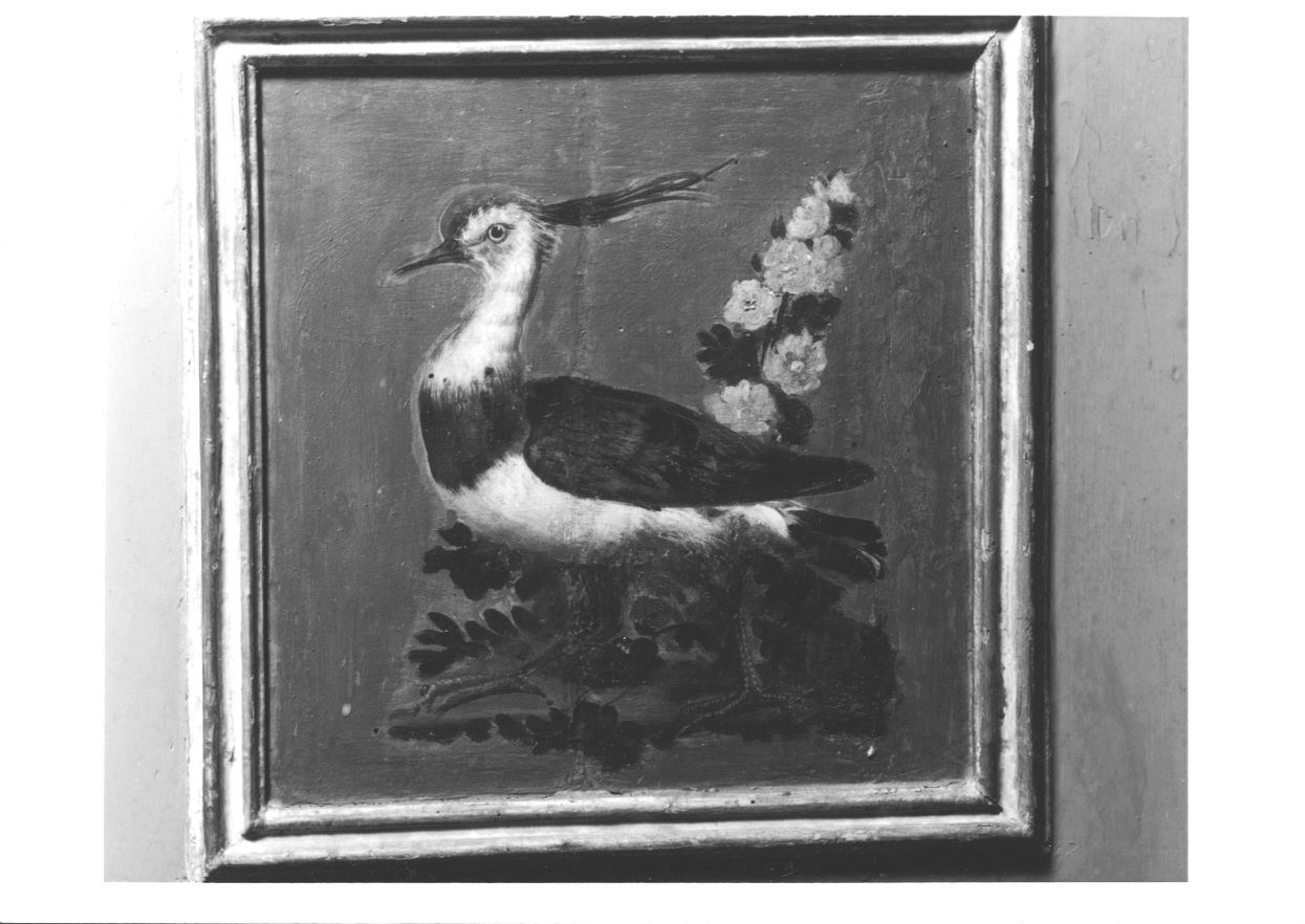 UCCELLO (dipinto, elemento d'insieme) di Vacca Angelo (fine sec. XVIII)