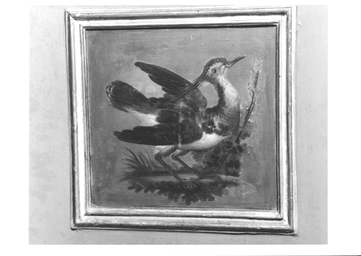 UCCELLO (dipinto, elemento d'insieme) di Vacca Angelo (fine sec. XVIII)