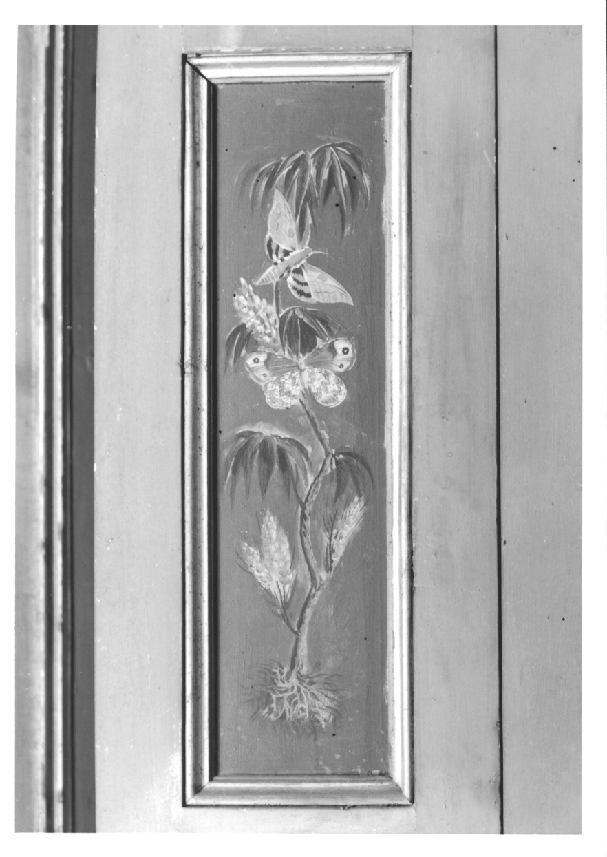 MOTIVI DECORATIVI VEGETALI E ANIMALI (elemento decorativo, elemento d'insieme) di Vacca Angelo (bottega) (ultimo quarto sec. XVIII)