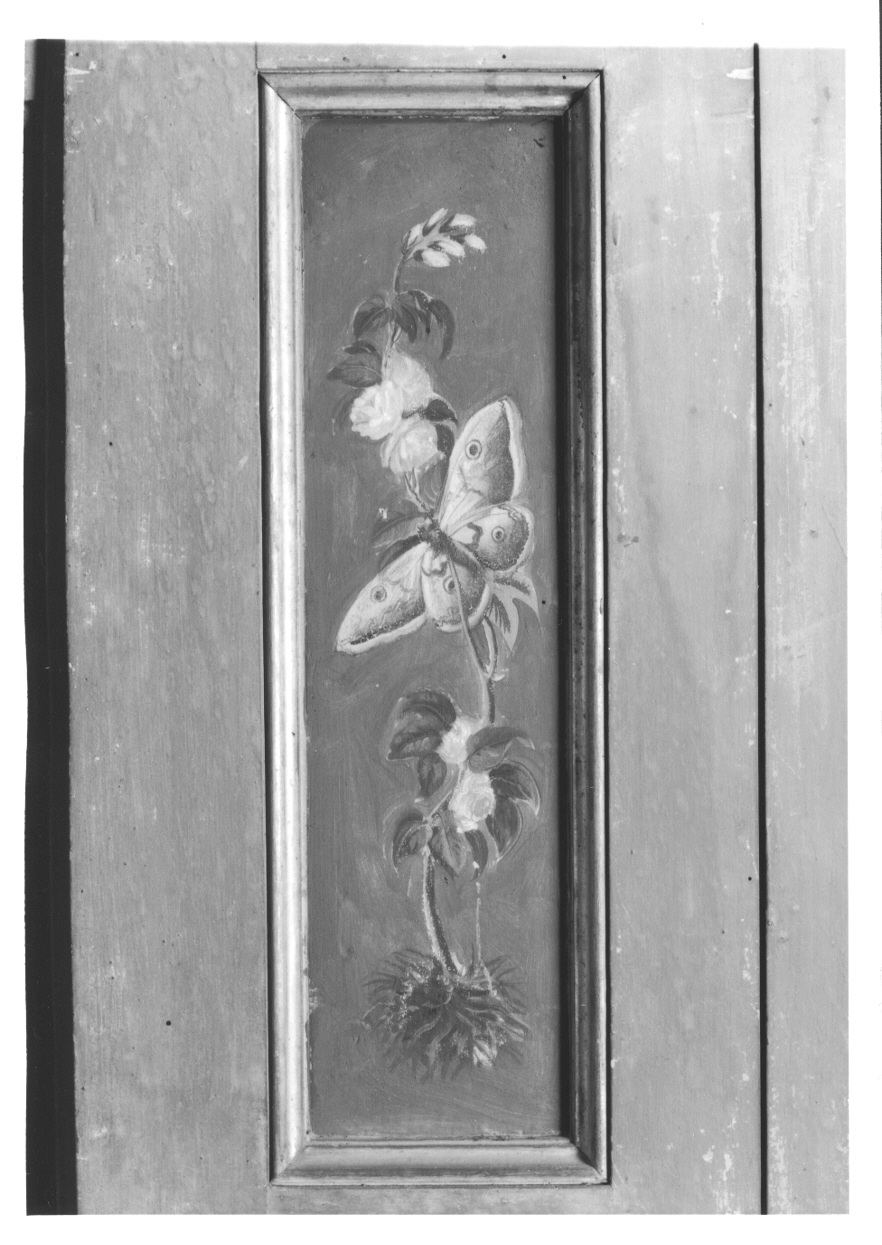 MOTIVI DECORATIVI VEGETALI E ANIMALI (elemento decorativo, elemento d'insieme) di Vacca Angelo (bottega) (ultimo quarto sec. XVIII)