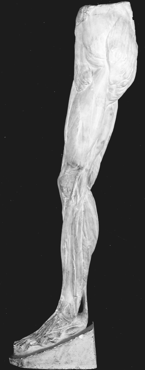 studio di muscolatura della gamba (calco, serie) - bottega italiana (secondo quarto, prima metà sec. XIX, sec. XX)