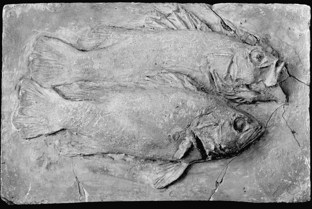 pesci (calco, opera isolata) - bottega italiana (seconda metà, prima metà sec. XIX, sec. XX)