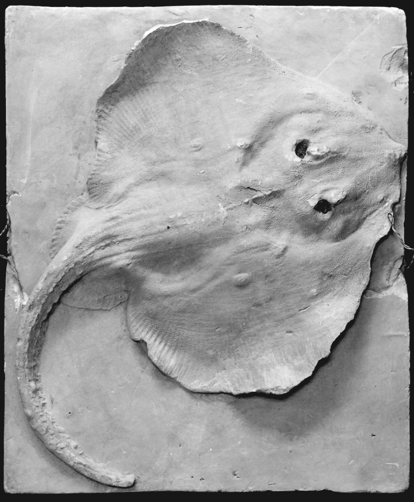 razza (calco, serie) - bottega italiana (seconda metà, prima metà sec. XIX, sec. XX)