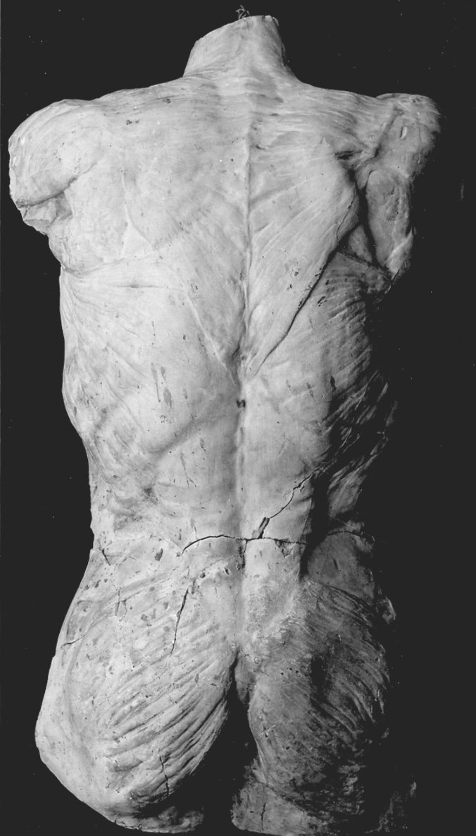 studio di muscolatura della schiena (calco, serie) - bottega italiana (inizio, primo quarto sec. XIX, sec. XX)