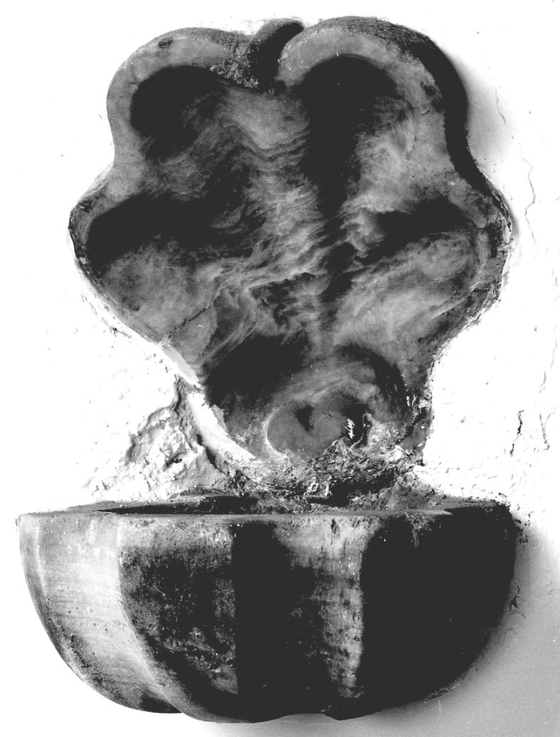 conchiglia (acquasantiera da parete, serie) - bottega piemontese (prima metà sec. XVIII)