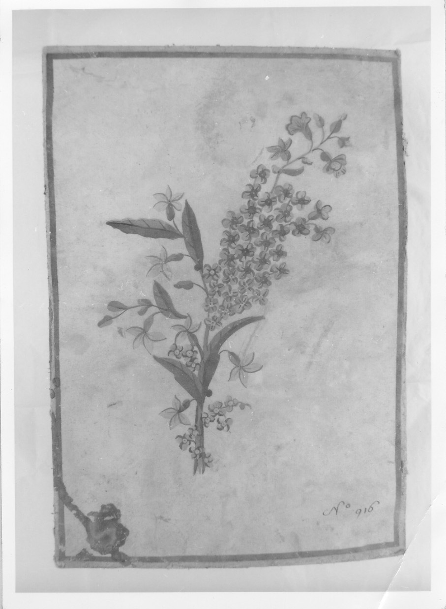 fiori (disegno, opera isolata) - produzione francese (?) (terzo quarto sec. XIX)