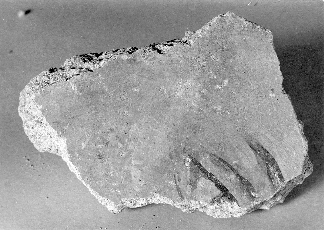 occhio (dipinto, frammento) - ambito piemontese (fine/inizio secc. XV/ XVI)