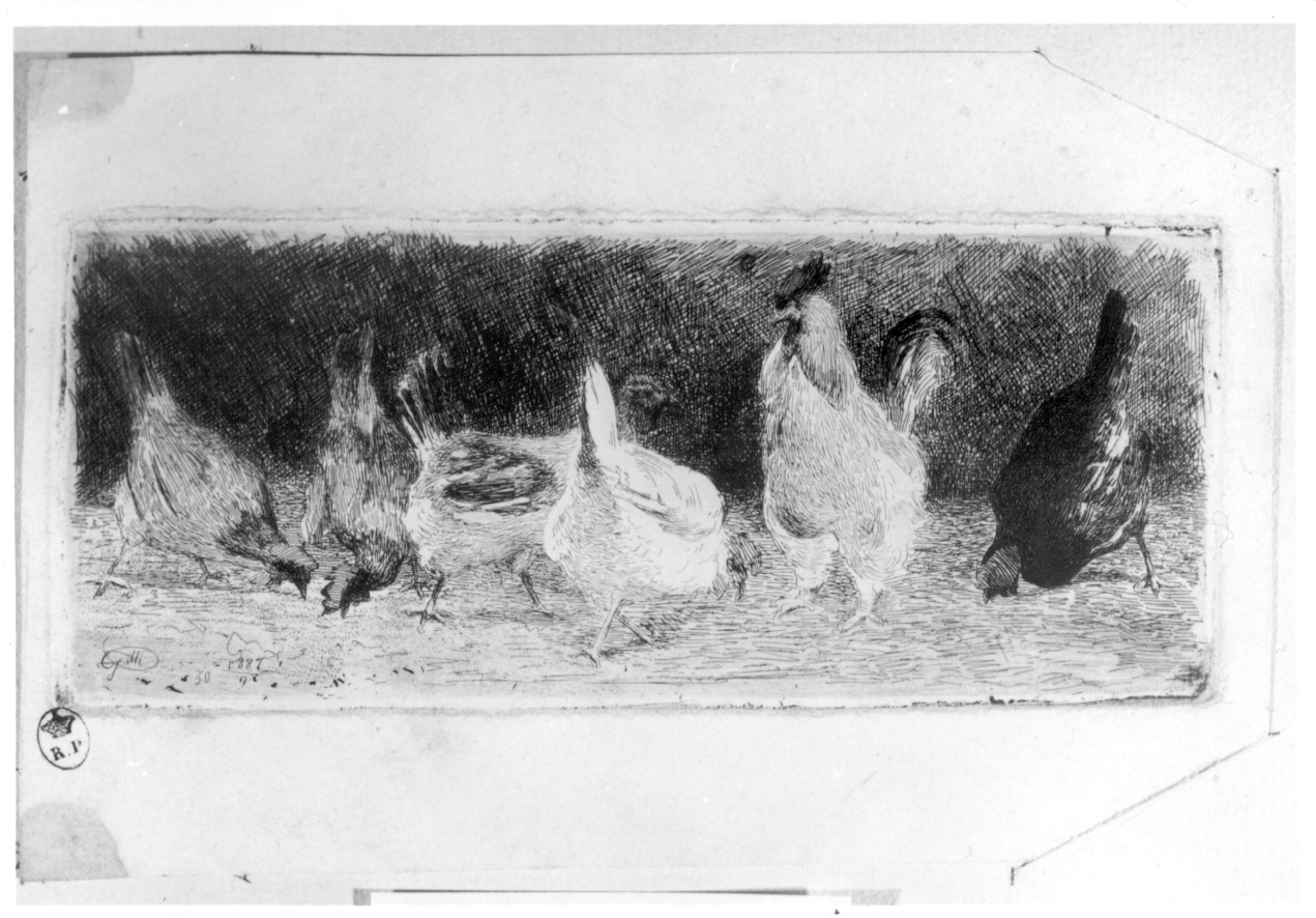 galline e gallo (stampa) di Gilli Alberto Maso (sec. XIX)