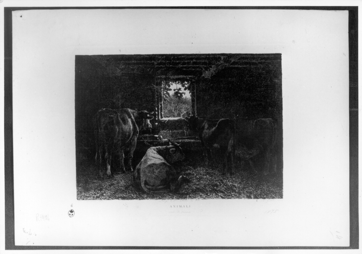 quattro mucche e vitello nella stalla (stampa) di Gilli Alberto Maso, Lovera C, Carcano Filippo (sec. XIX)
