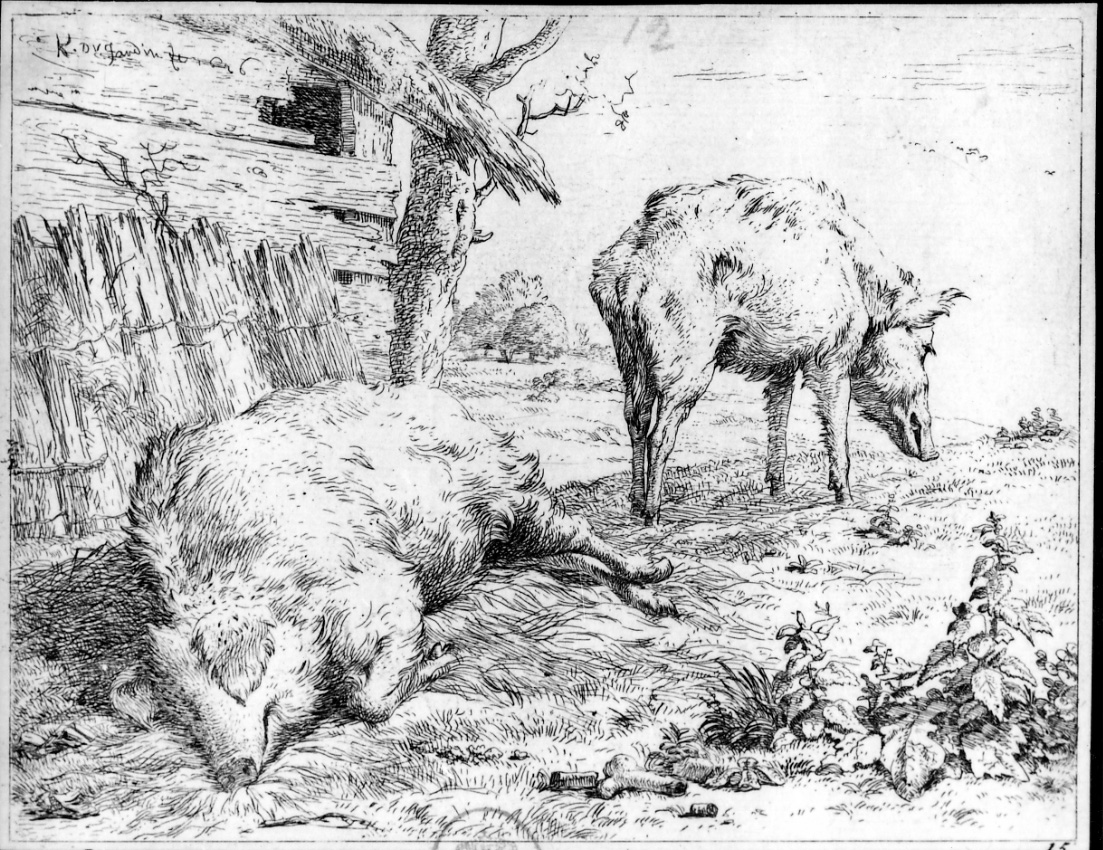 I due maiali, due maiali in un prato (stampa) di Du Jardin Karel (sec. XVII)
