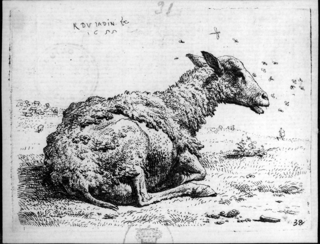 La pecora e le mosche, pecora in un prato (stampa) di Du Jardin Karel (sec. XVII)