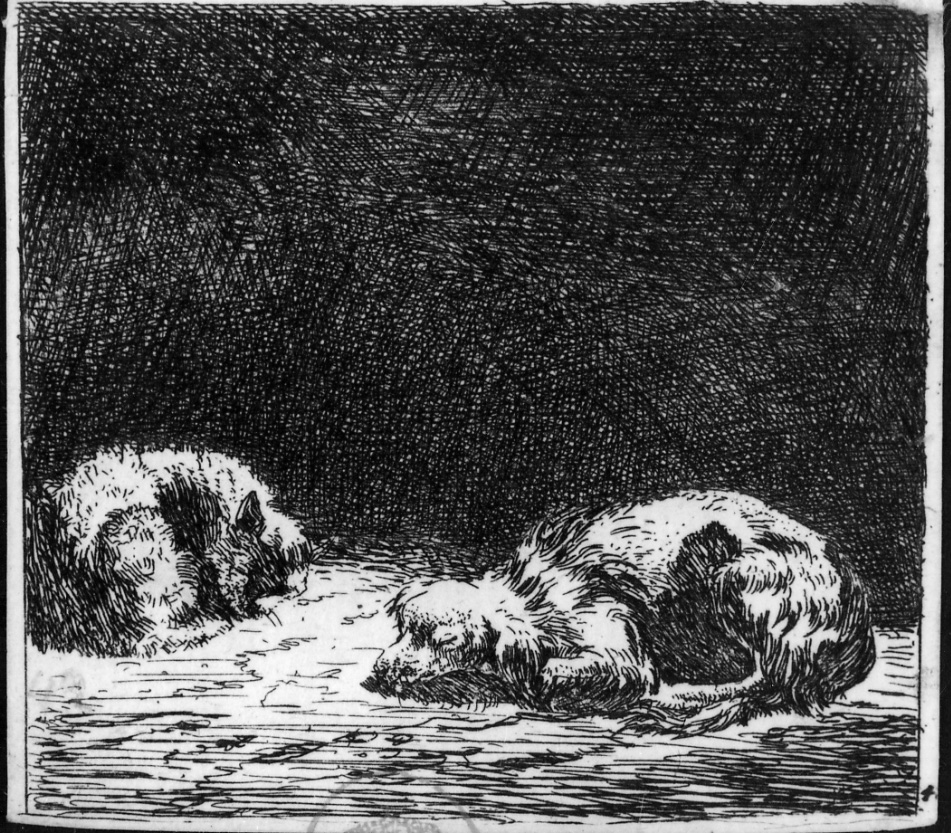 Il cane e il gatto, cane e gatto addormentati (stampa) di Du Jardin Karel (terzo quarto sec. XVII)