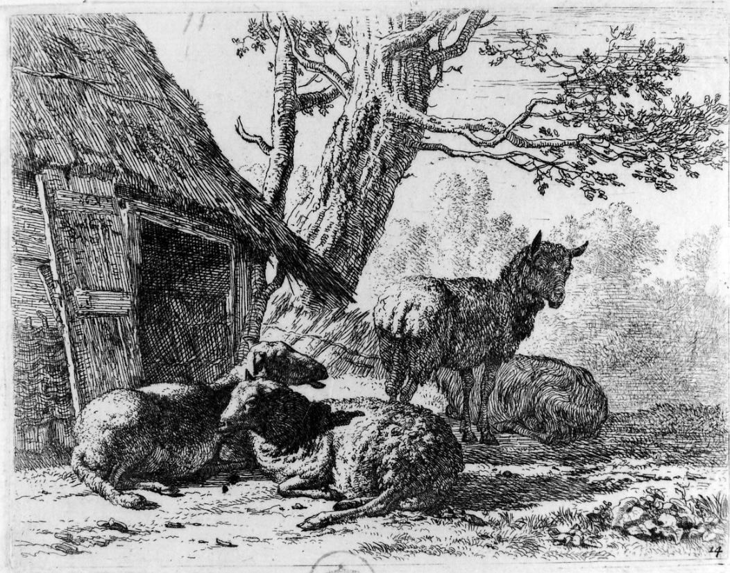 I quattro montoni, quattro montoni davanti alla stalla (stampa) di Du Jardin Karel (terzo quarto sec. XVII)