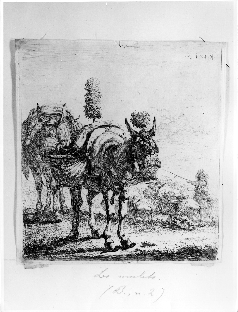 I muli, muli in un prato (stampa) di Du Jardin Karel (terzo quarto sec. XVII)