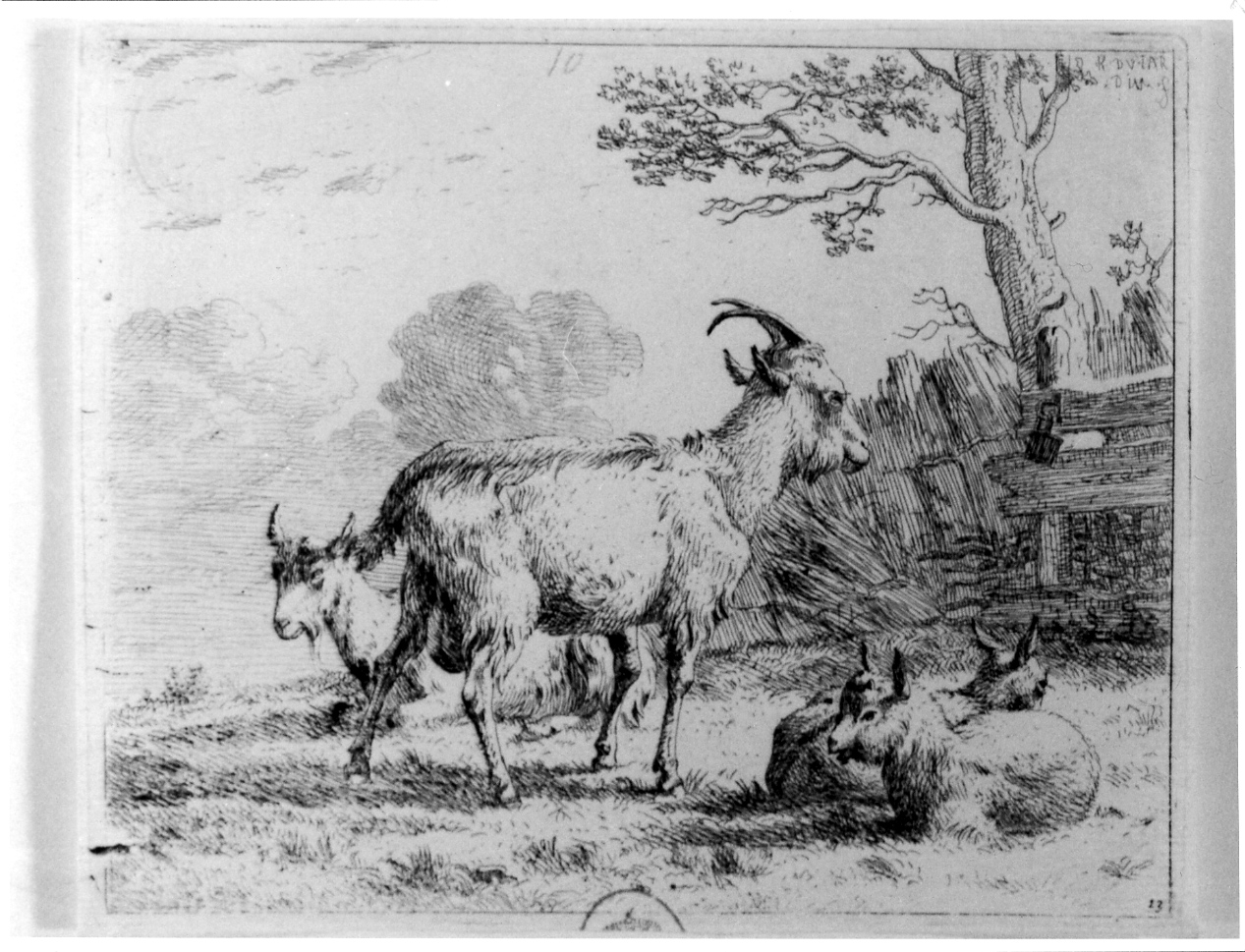 Le quattro capre, quattro capre in un prato (stampa) di Du Jardin Karel (sec. XVII)